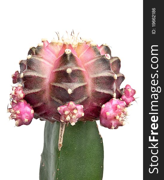 Beautiful pink cactus on white background isolated