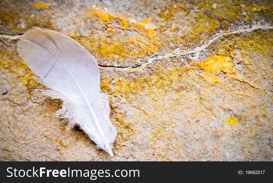 A lone feather rests on  cracked and gritty concrete. A lone feather rests on  cracked and gritty concrete.