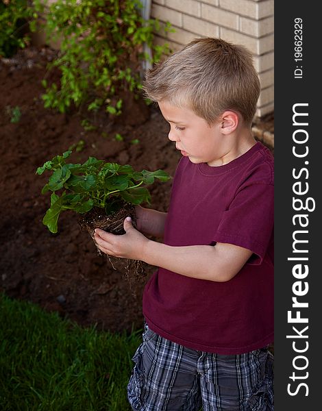 Little Boy Looking at a Plant