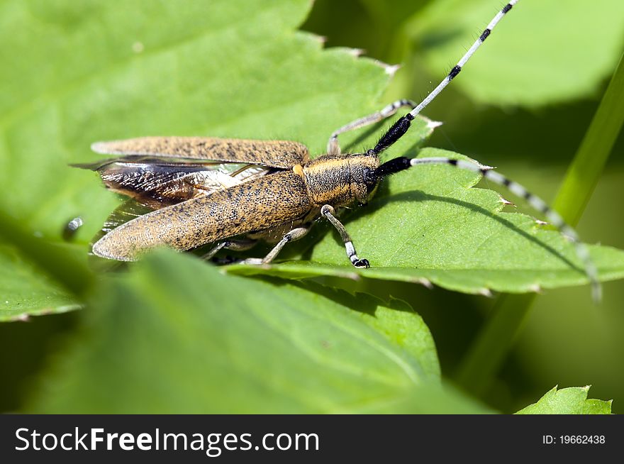 Thistle beetle - Agapanthia villosoviridescens sitting on a leaf