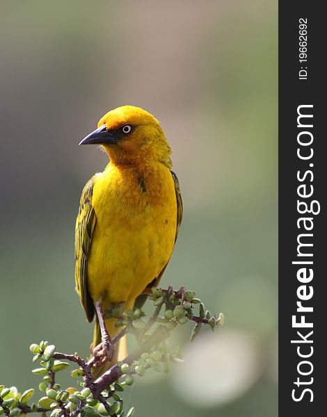 Spectacled Weaver