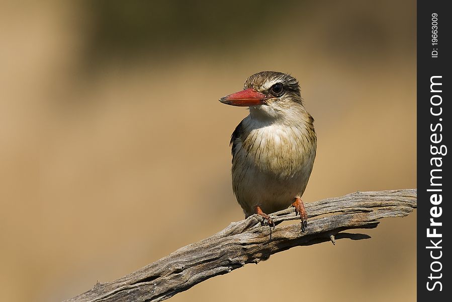 Brown Hooded Kingfisher percheed aagainst a lovely background