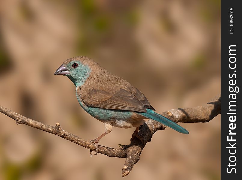 Blue waxbill