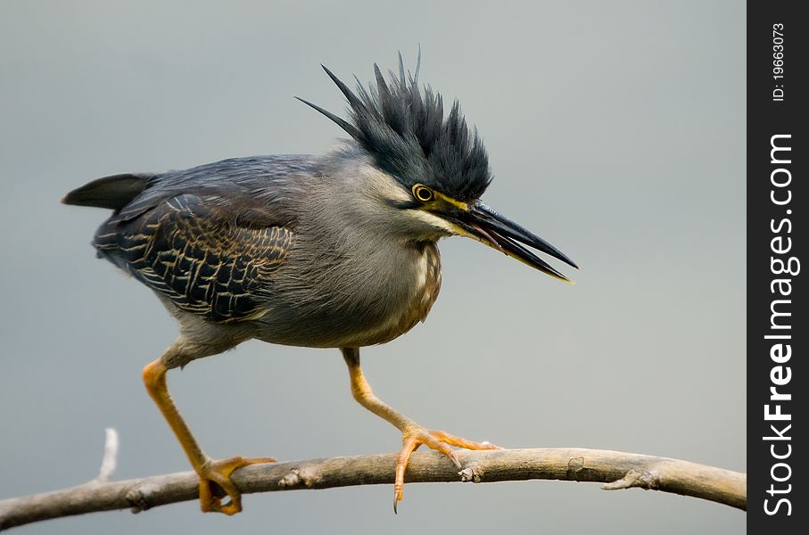 Green backed heron