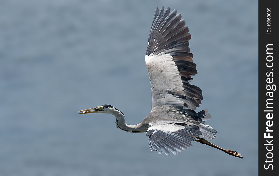 Grey Headed Heron in flight with a fish in beak