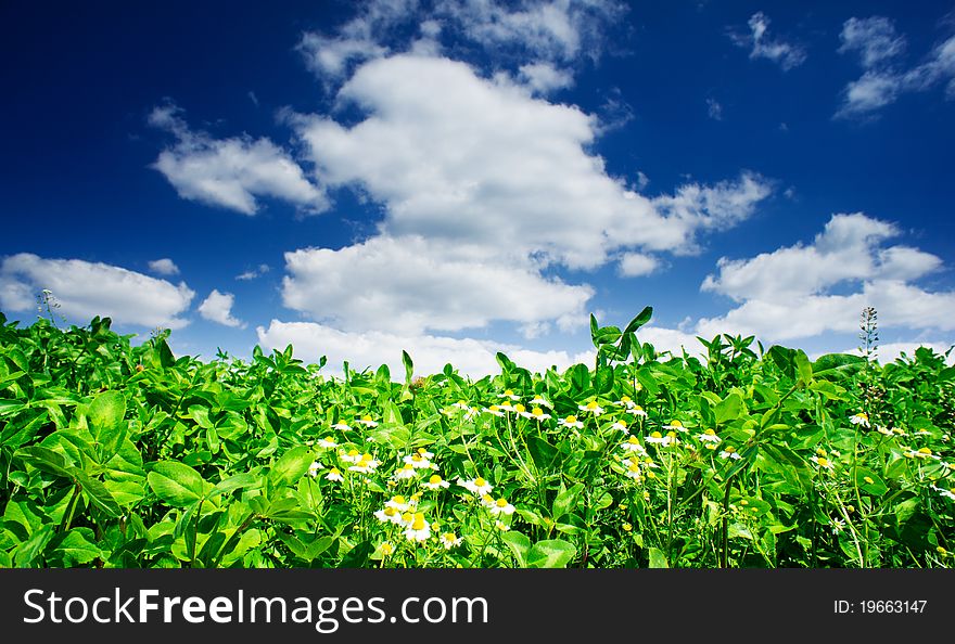 Amazing camomiles and field of green clover.