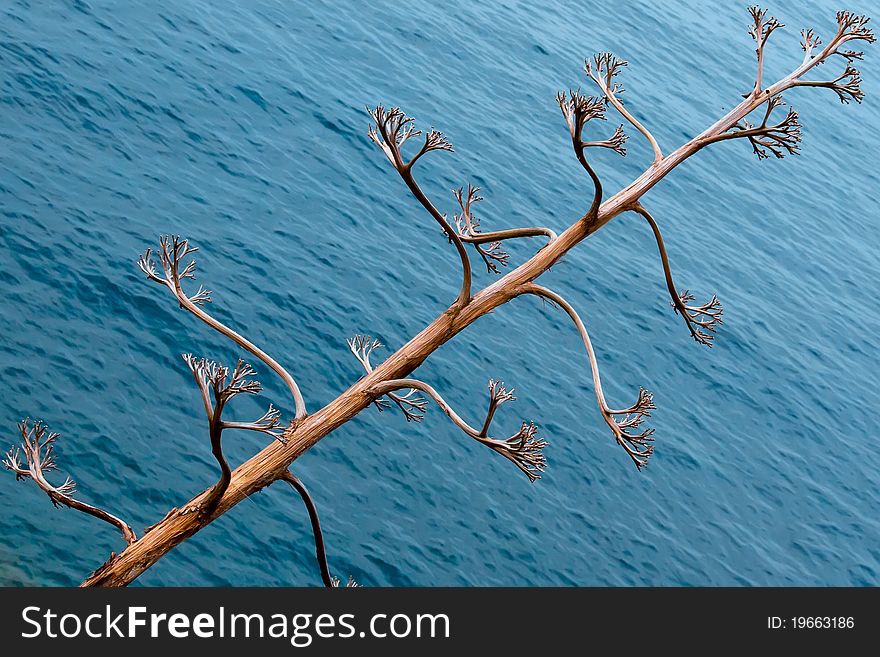 Dry tree branch against the Mediterranean sea. Dry tree branch against the Mediterranean sea
