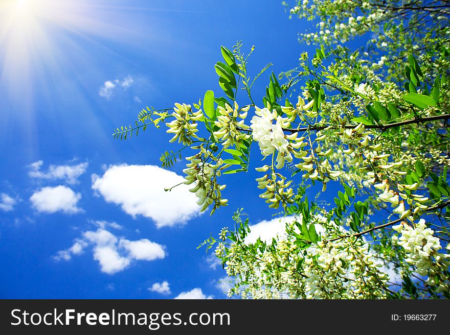 Beautiful  white acacia and fun sun in the blue sky. Beautiful  white acacia and fun sun in the blue sky.