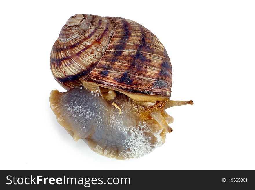 Crawling Snail Isolated On A White Background