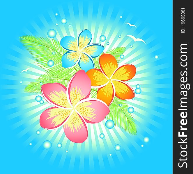 Vector illustration of Frangipani flower on blue beach background