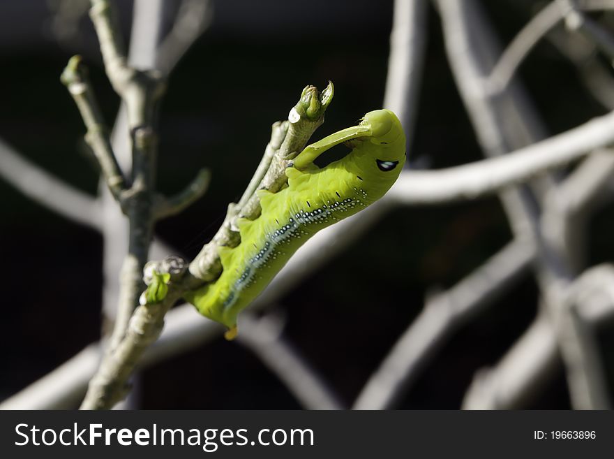 Caterpillar on naked branches of a tree