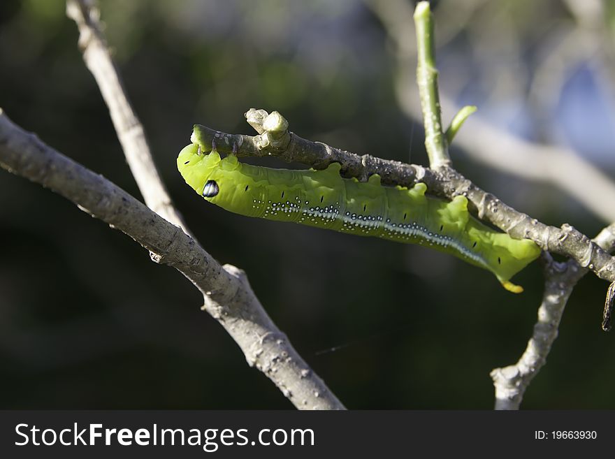 Caterpillar on naked branches of a tree
