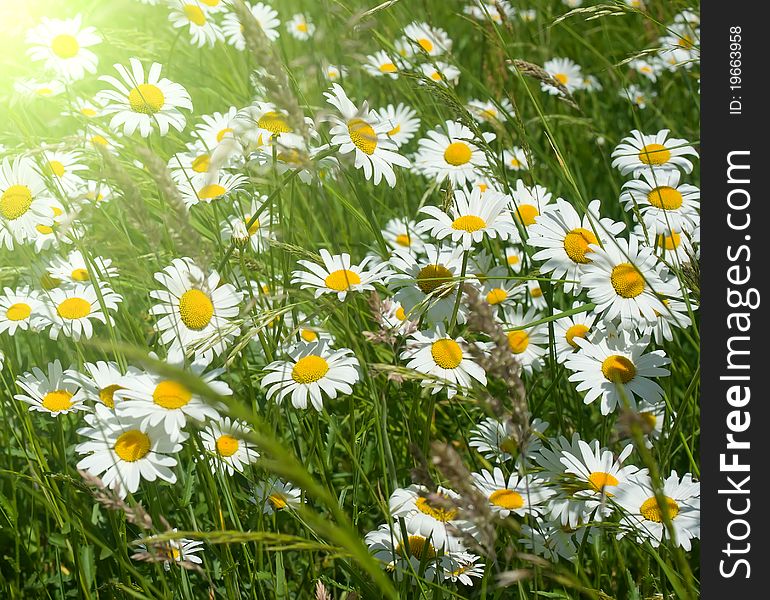 Meadow daisies on a bright and sunny day. Meadow daisies on a bright and sunny day