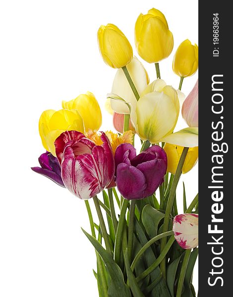 Many beautiful colored tulip in a bouquet. Isolated on white background. Many beautiful colored tulip in a bouquet. Isolated on white background