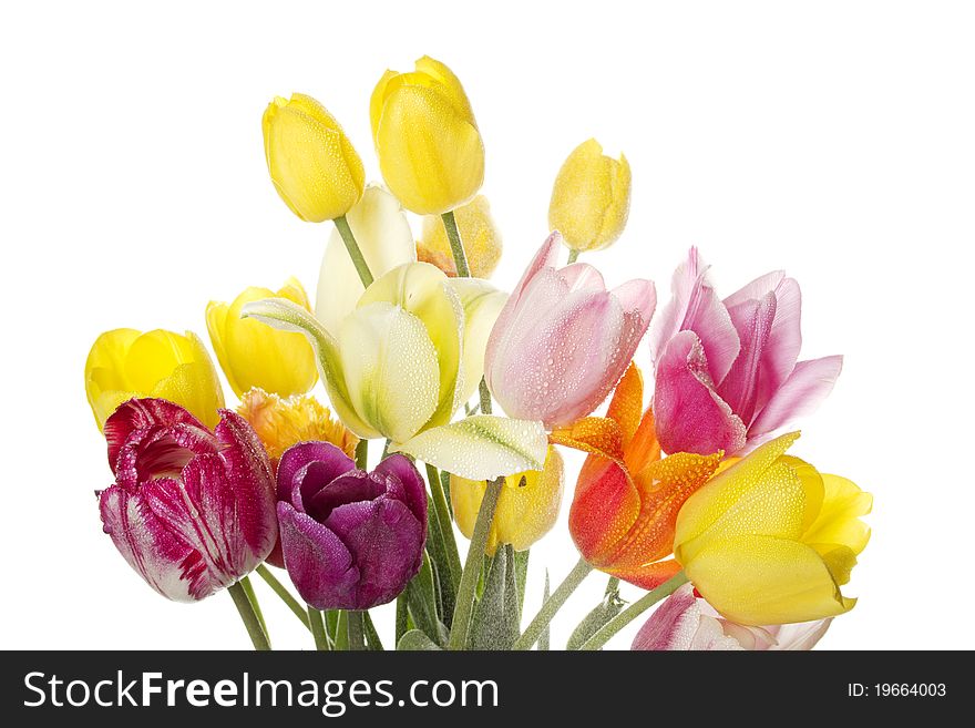 Many beautiful colored tulip with water drops in a bouquet. Isolated on white background