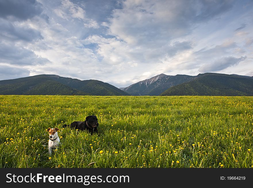 Two dogs on spring meadow with yellow flowers. Two dogs on spring meadow with yellow flowers