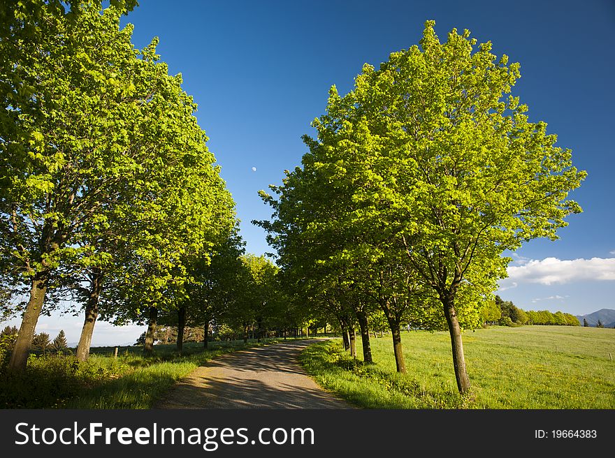 Road and green trees in spring evening, blue sky. Road and green trees in spring evening, blue sky