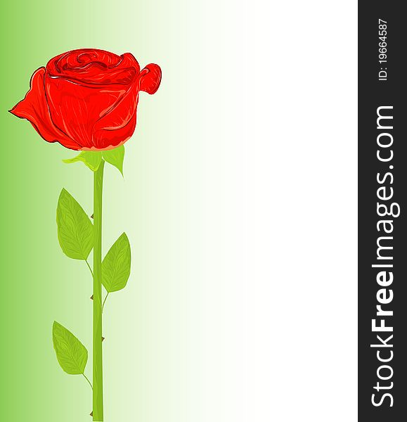 Beautiful realistic red rose, illustration. Beautiful realistic red rose, illustration