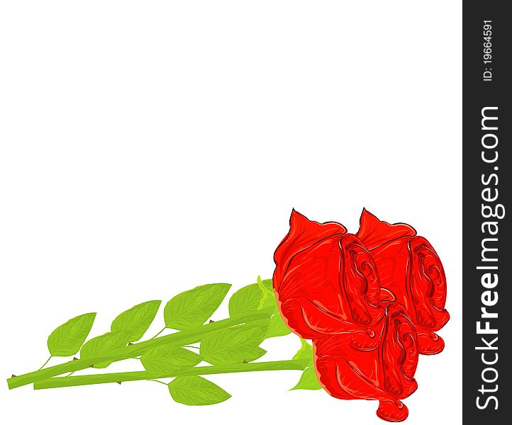 realistic red rose isolated on white background.