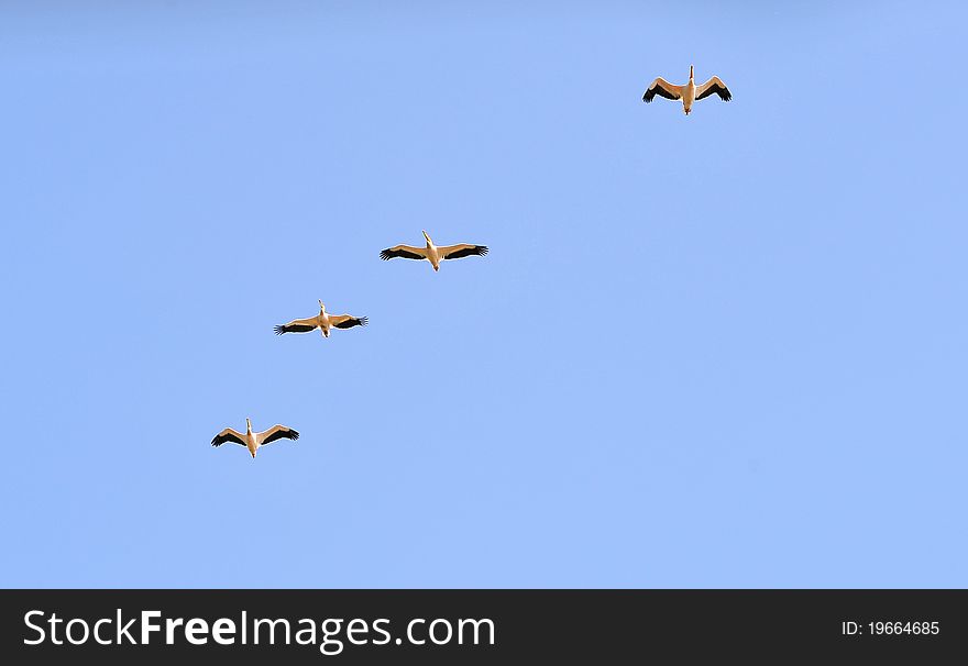 Four pelicans, in clear blue sky