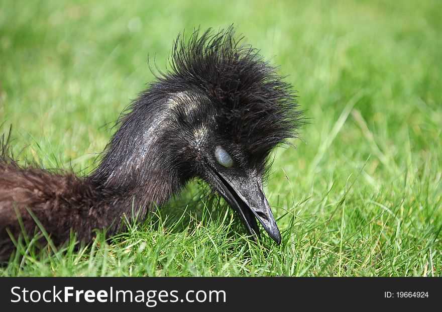 Sleeping emu - closeup.