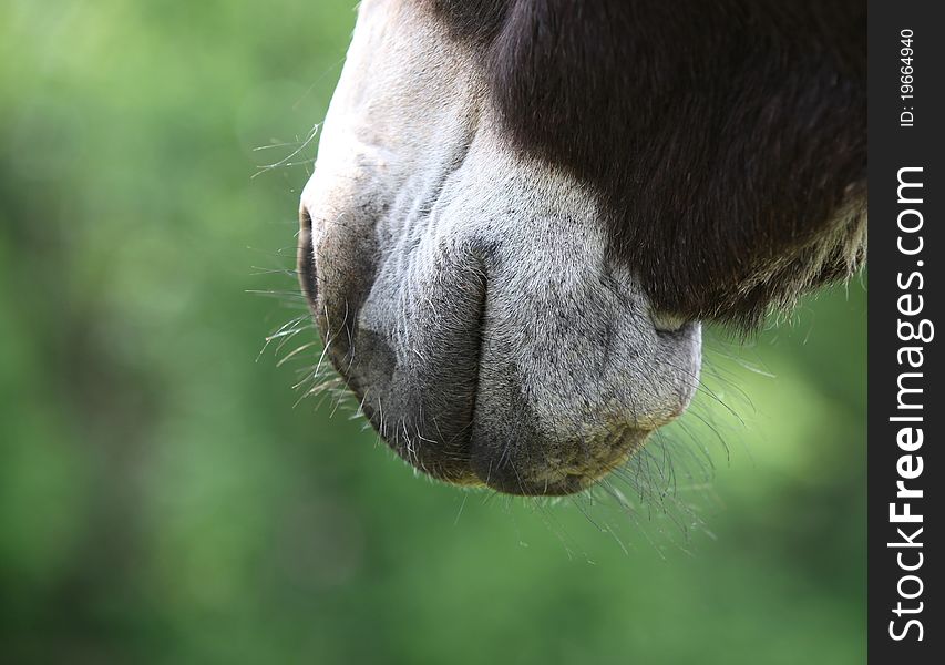 A Donkeys Muzzle - Closeup.