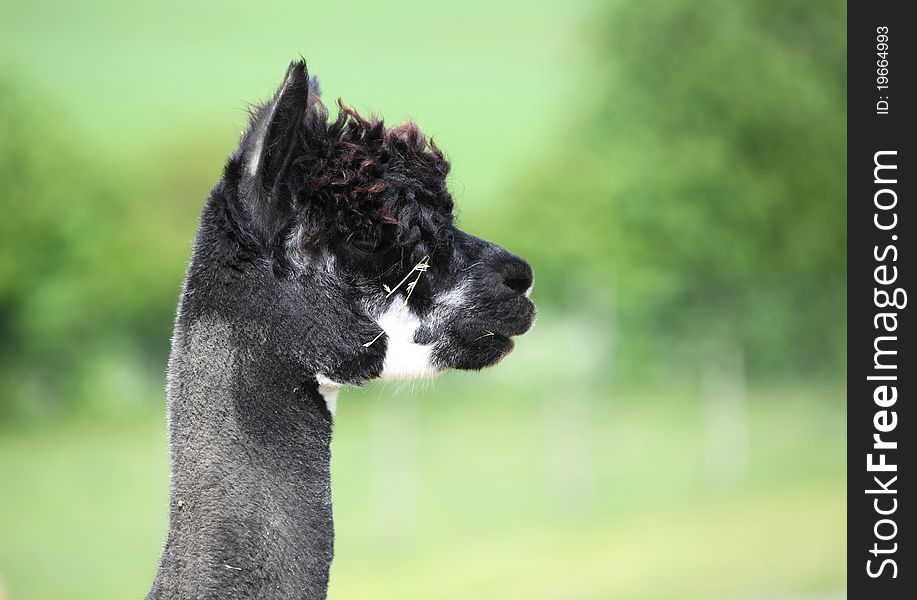 Portrait of a black alpaca, profile.