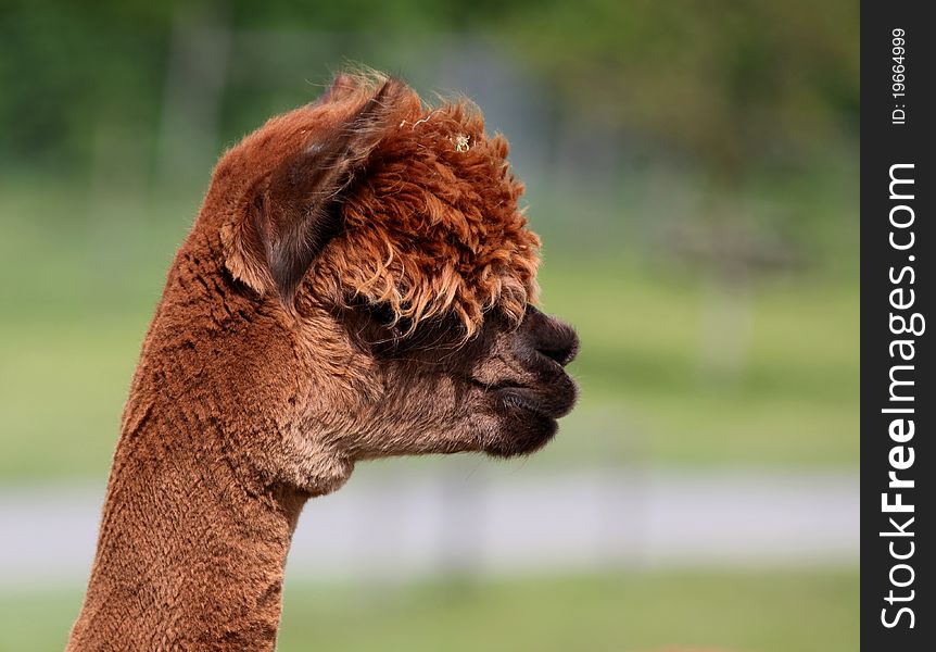 Alpaca is a domesticated species of South American camelid. It resembles a small llama in appearance. Portrait of a brown-red alpaca. Alpaca is a domesticated species of South American camelid. It resembles a small llama in appearance. Portrait of a brown-red alpaca.