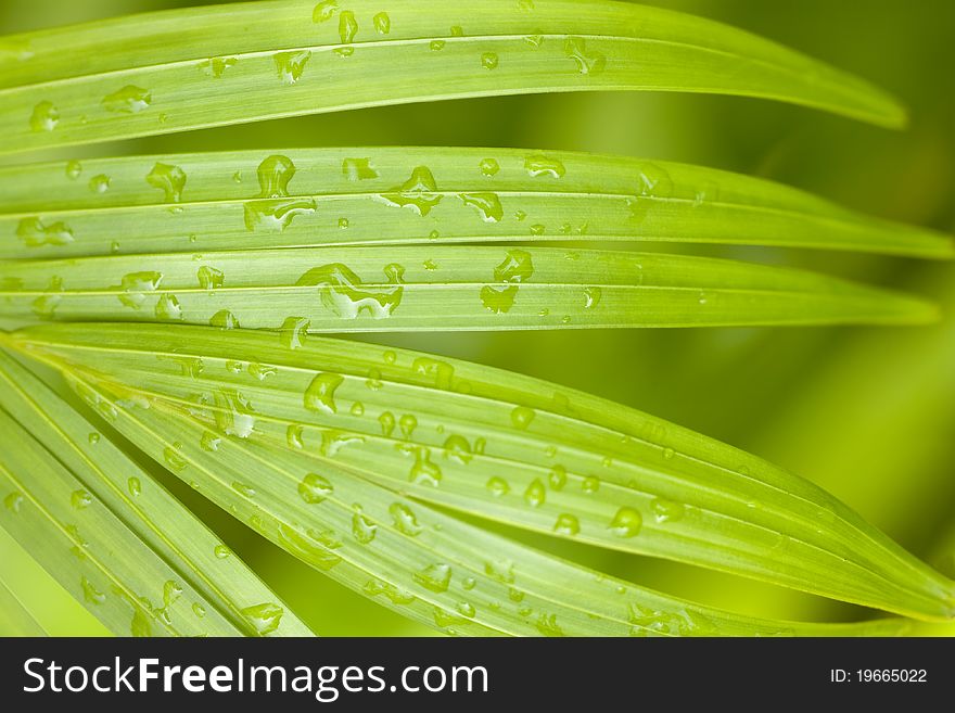 Fresh Tropical Palm after the Rain Background