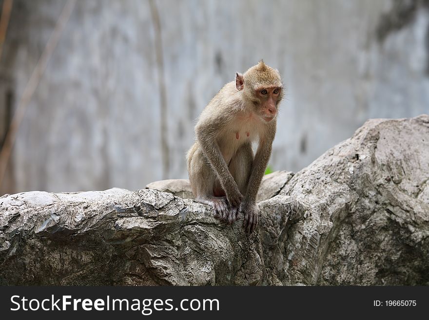 Wild monkey sitting on a stone