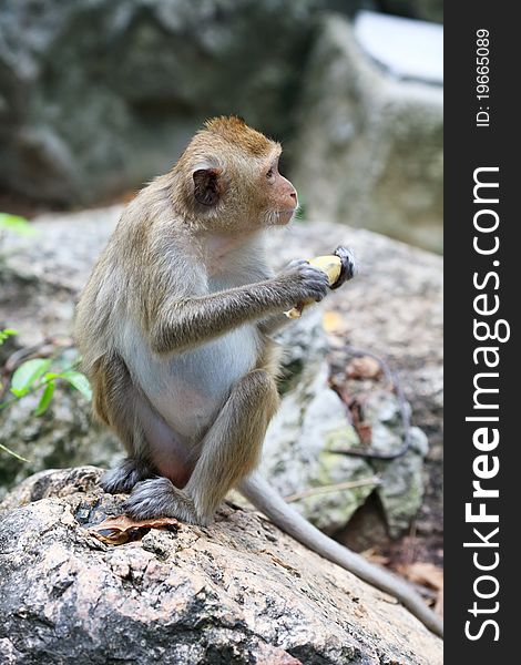 Wild monkey sitting on a stone