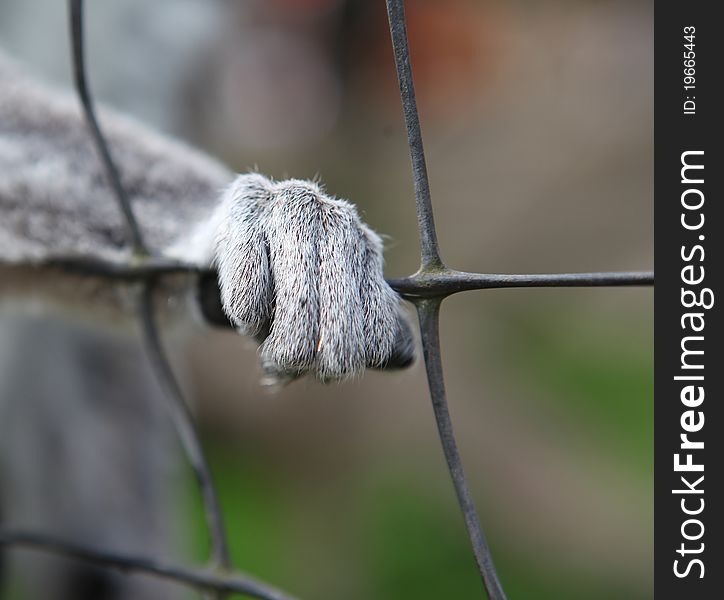 Closeup of a lemur´s hand through the fence in Ystad zoo, Sweden. Closeup of a lemur´s hand through the fence in Ystad zoo, Sweden.