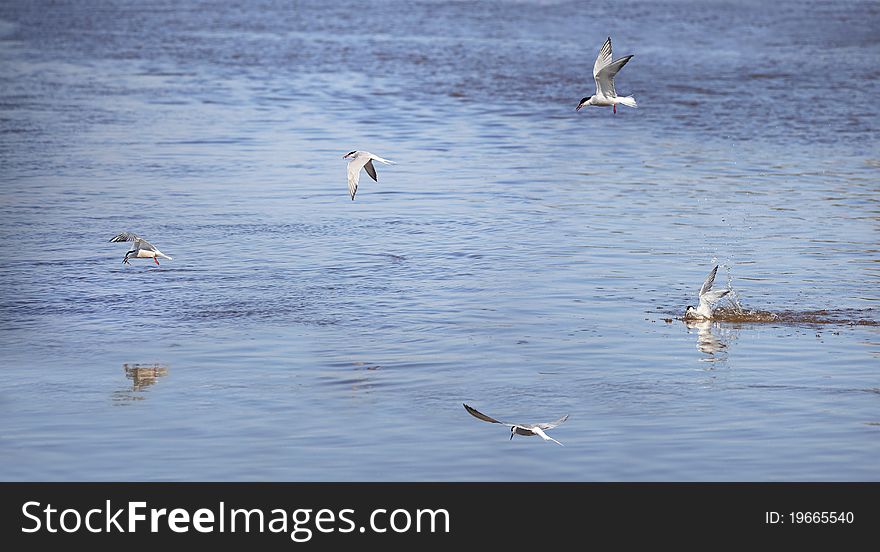 Sterna fishing