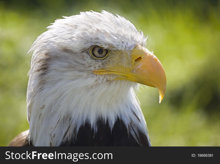 Close view of a bald eagle