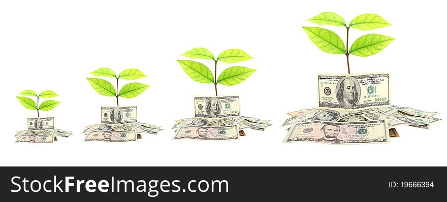 Money and plant isolated on white background