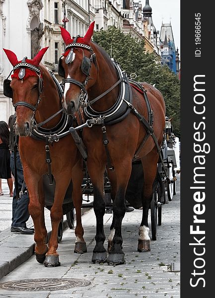 Fancy horses in Old Town Square,Prague. Fancy horses in Old Town Square,Prague.