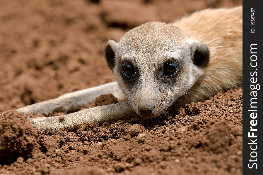 Mongoose closeup also know as a meercat