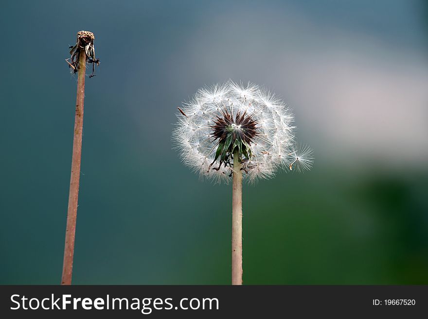 Dandelion blowing in the breeze.