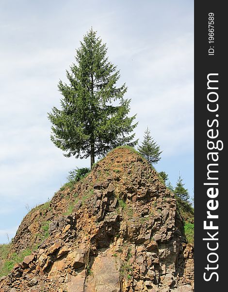 Fir On A Slope