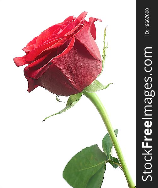 Red rose on a white background. Isolated. Red rose on a white background. Isolated.