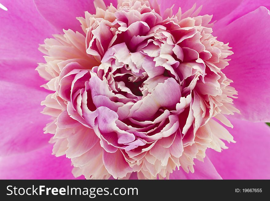 Beautiful Pink Peony Flower isolated on white background