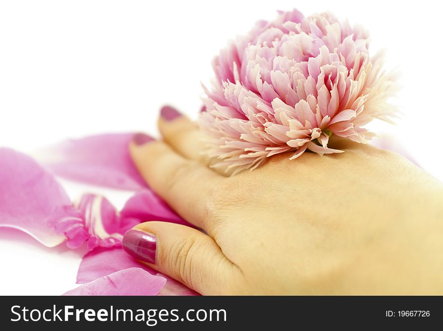 Isolated female hand with pink peony flower, selective focus. Isolated female hand with pink peony flower, selective focus