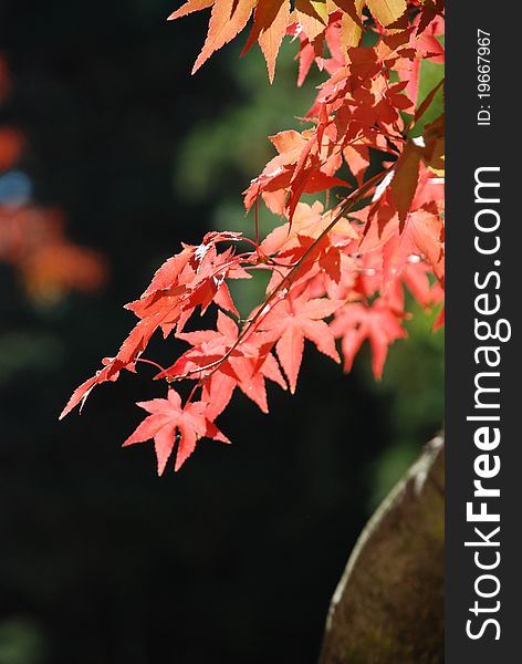 Maple tree leafs in a park.