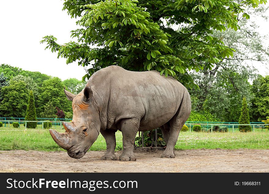 White Rhino with raised head