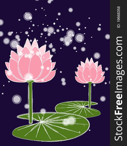 Lotus flowers on the water. Lotus flowers on the water