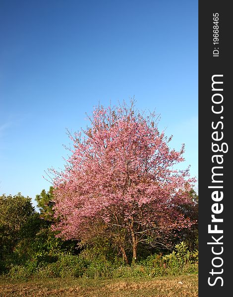 Pink cherry blossom tree and sky. Pink cherry blossom tree and sky