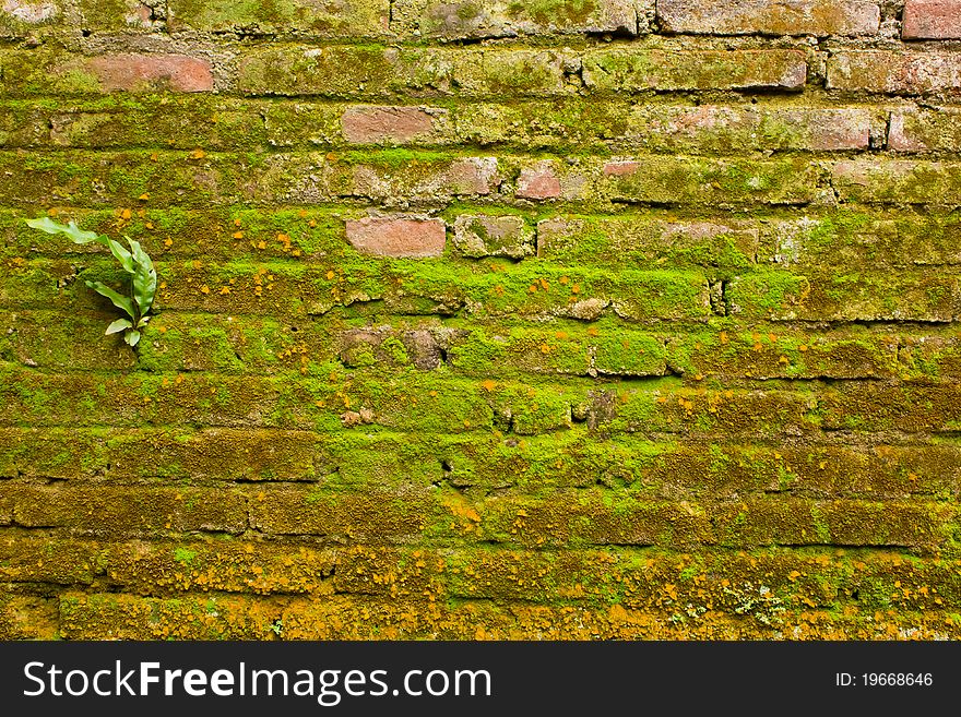 Old red brick wall with green lichen. Old red brick wall with green lichen