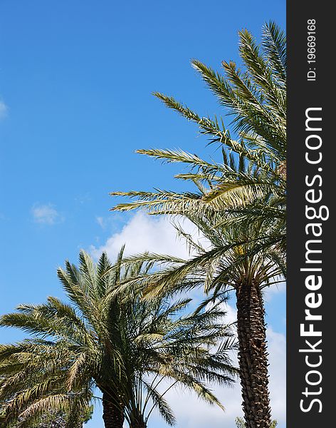 Bright blue sky over king palm alley. Lower angle shot. Bright blue sky over king palm alley. Lower angle shot.