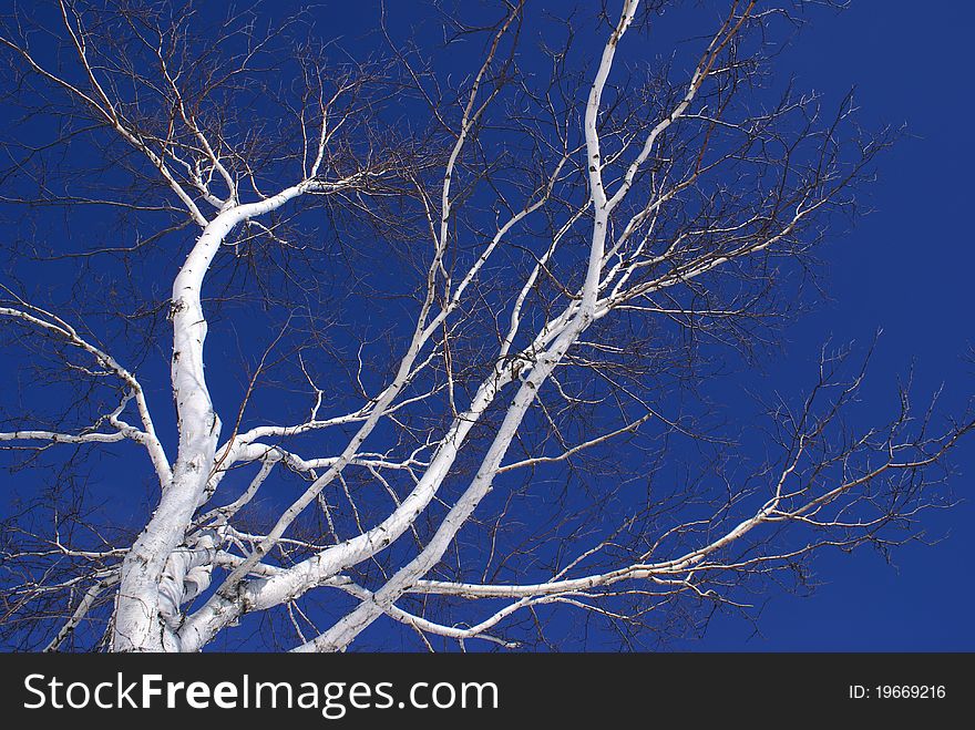 White Bark on Birch Tree - Against Royal Blue sky. White Bark on Birch Tree - Against Royal Blue sky