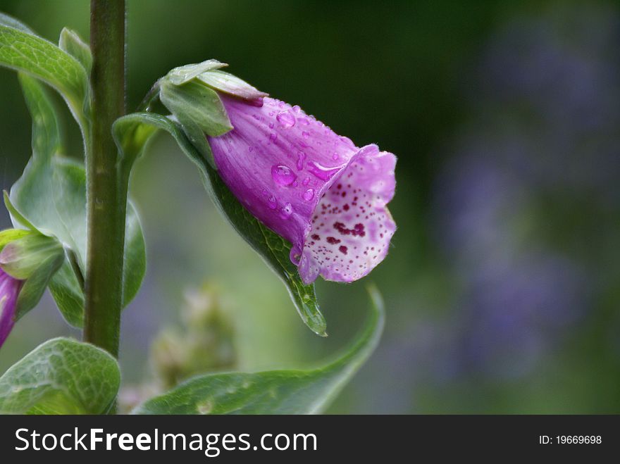 Single Foxglove flower with waterdrops. Single Foxglove flower with waterdrops.